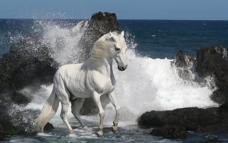 White Horse in Ocean — Dramatic
