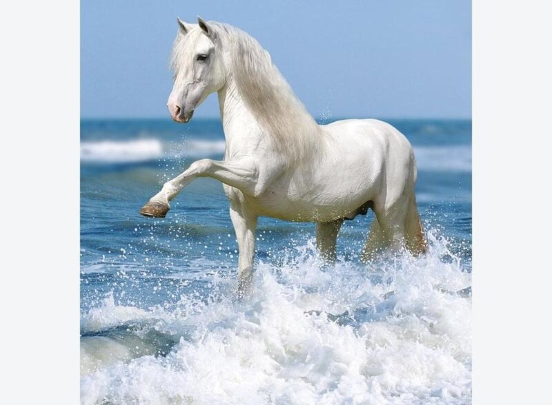 White Horse in Ocean