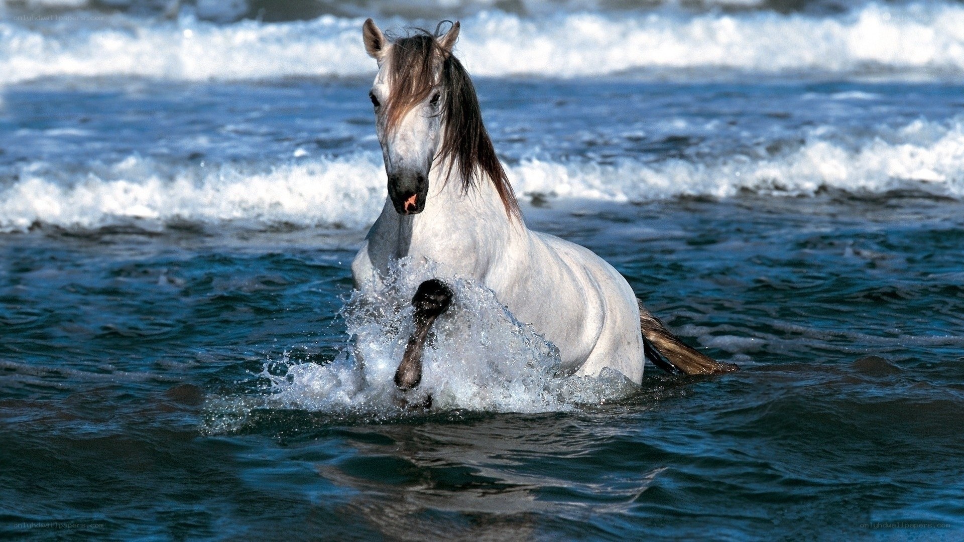 White horse in ocean waves
