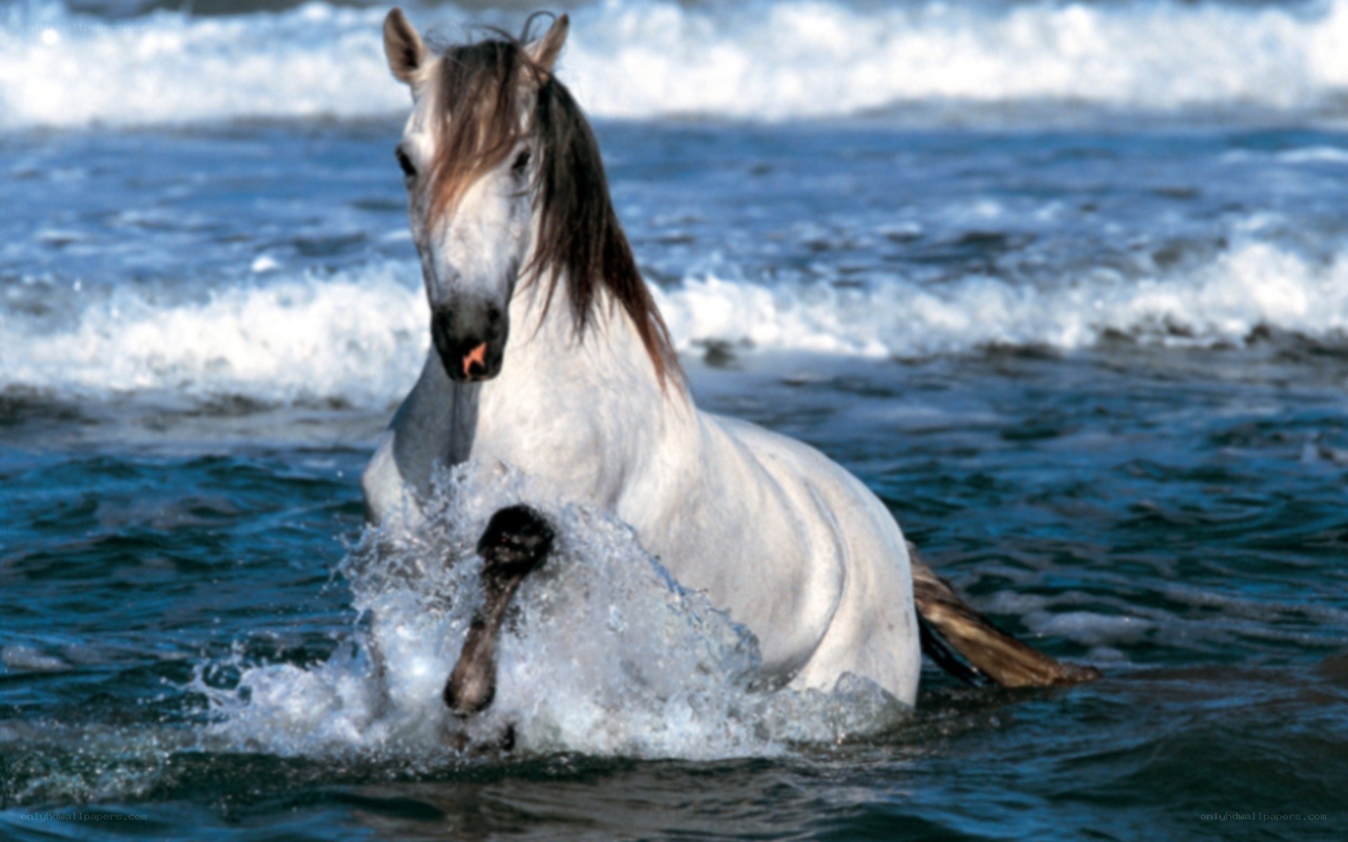 white horse in ocean waves
