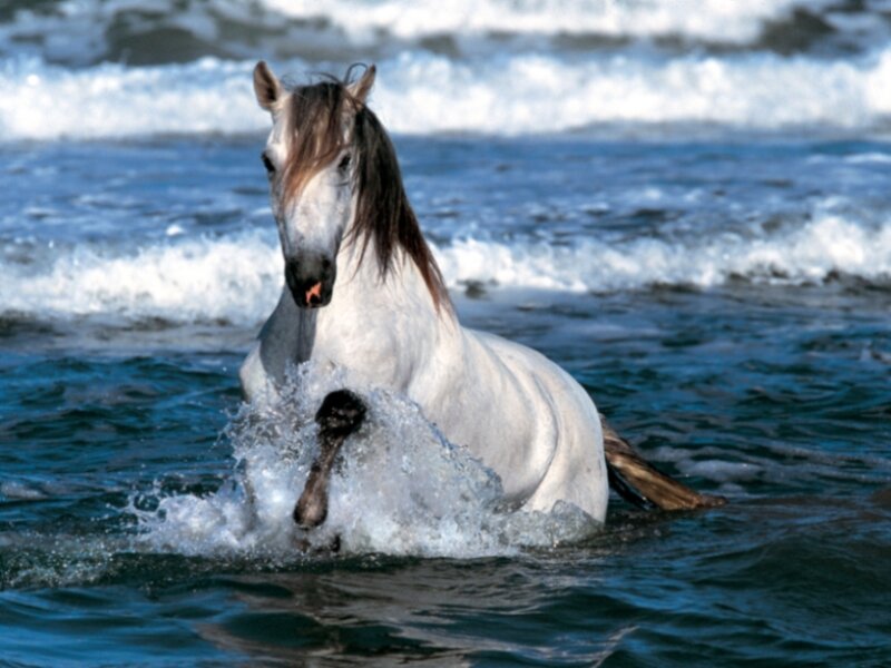 white horse in ocean waves