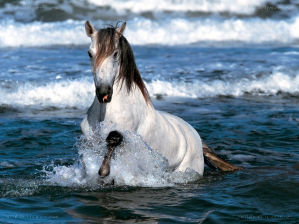 white horse in ocean waves