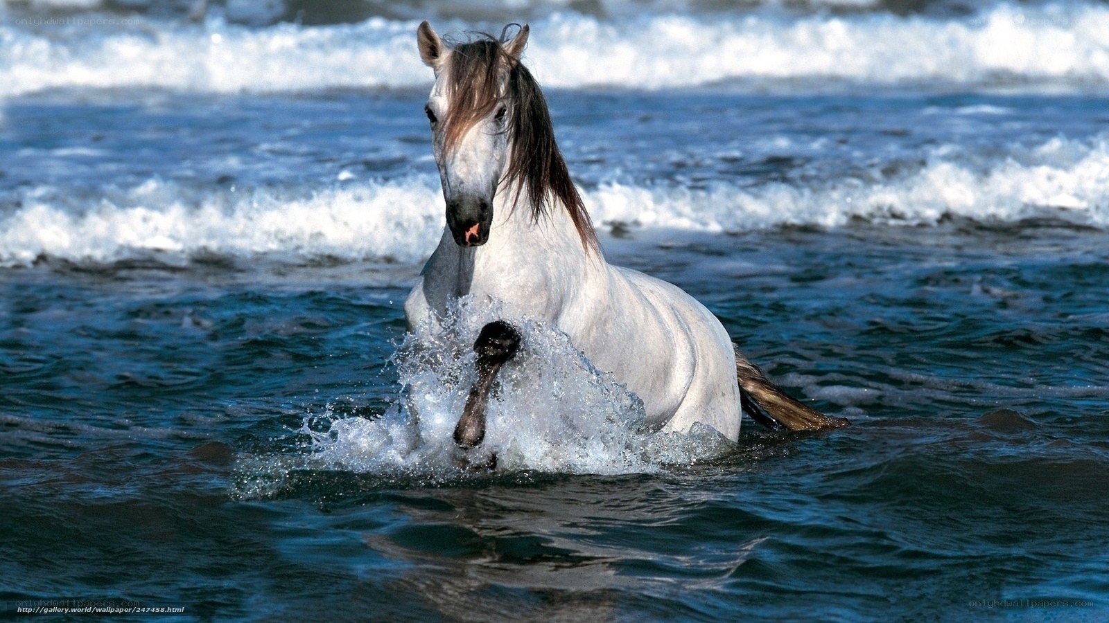 White horse in ocean waves