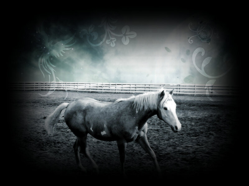 White Horse in Paddock — Black