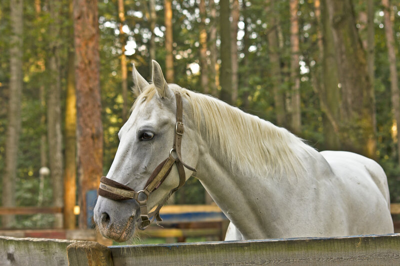 White Horse in Paddock — Calm, Afternoon