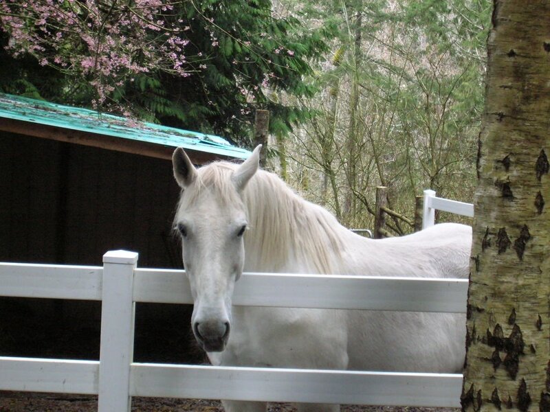 White Horse in Paddock — Calm