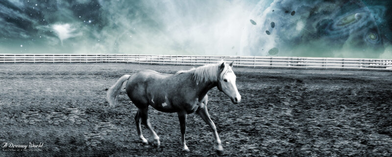 White Horse in Paddock — Gray, Dreamy