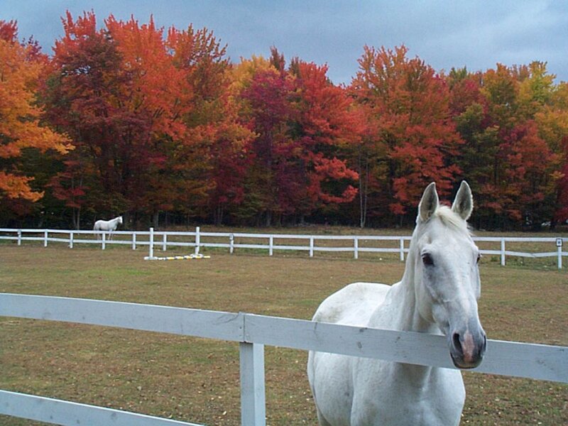 White Horse in Paddock — Serene