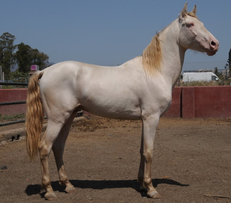 white horse in paddock