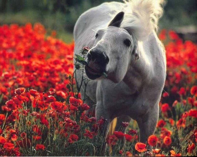 White Horse in Poppies