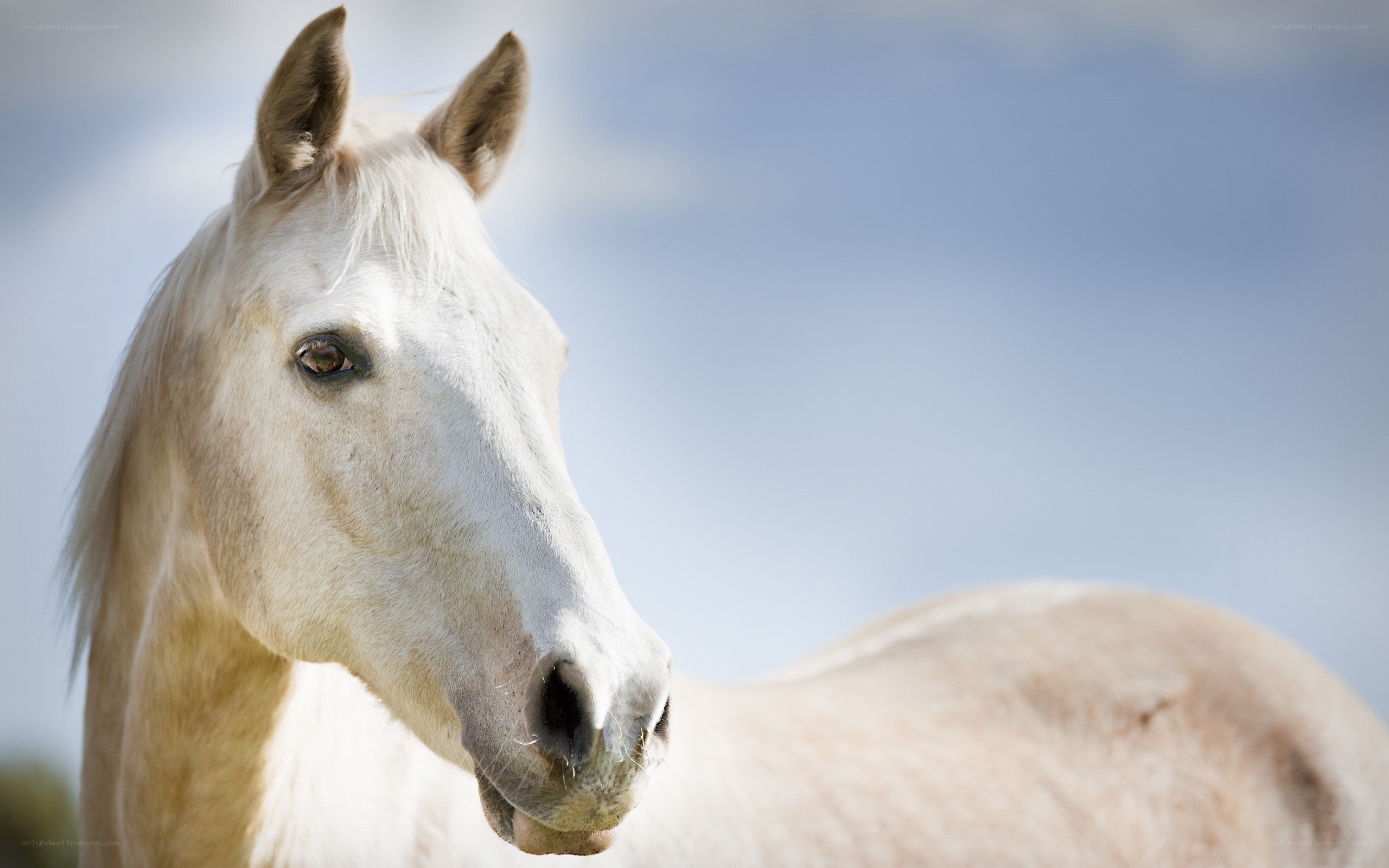 white horse in profile