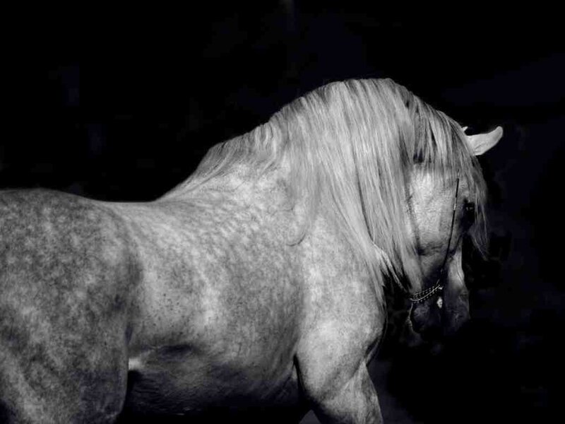white horse in profile