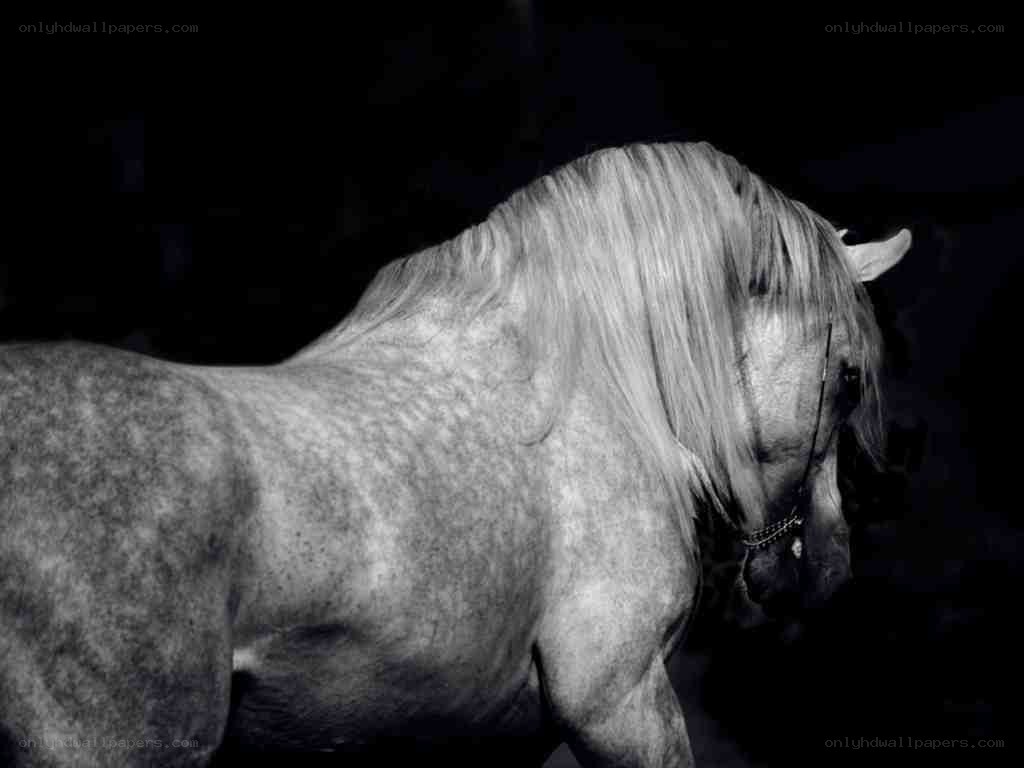 white horse in profile