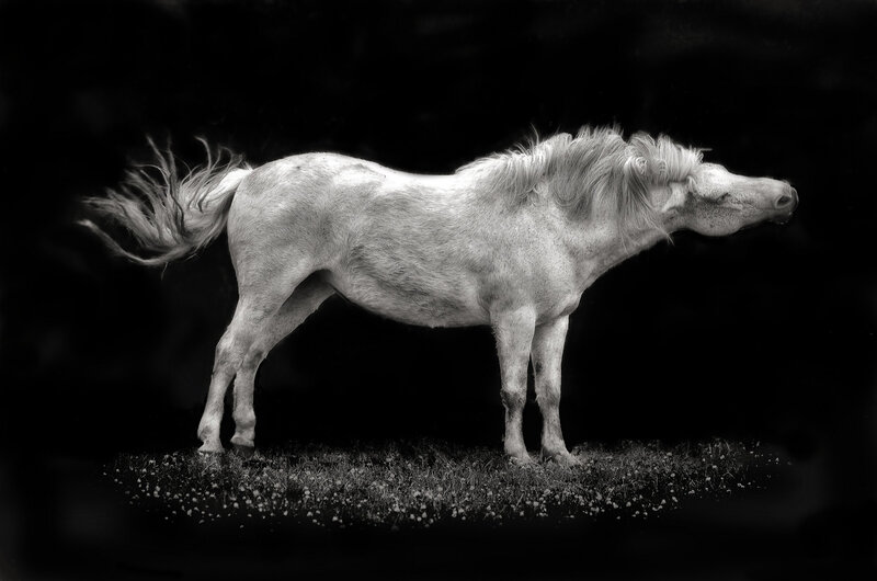 White Horse in Profile — Black, Dramatic, Photograph, Grass, Tail