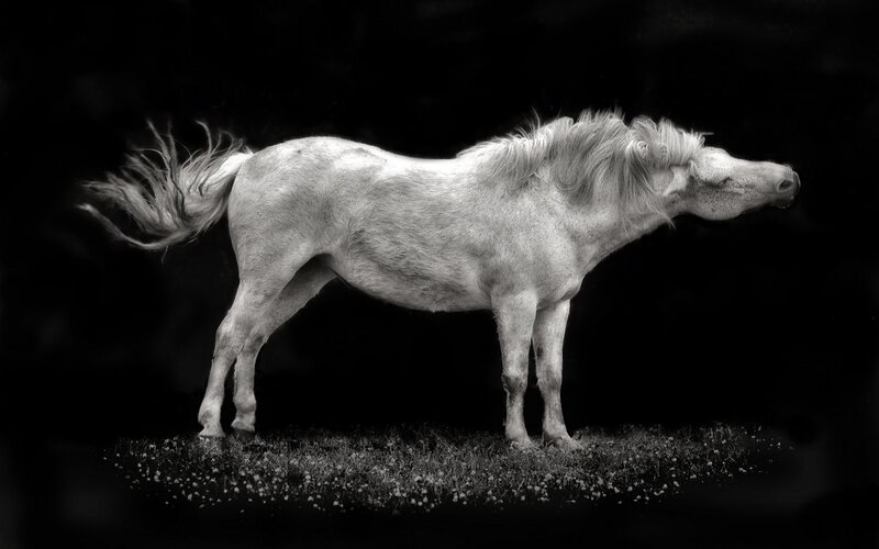White Horse in Profile — Black, Dramatic, Photograph, Grass