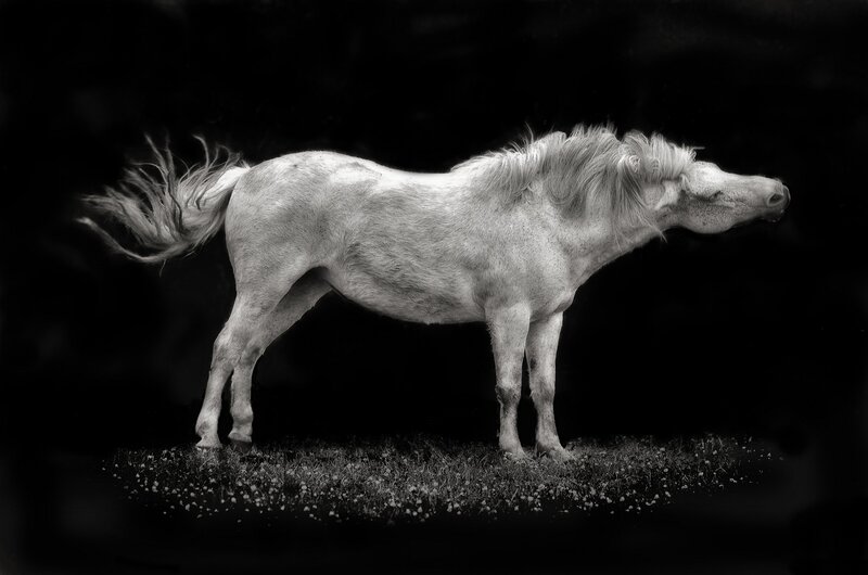 White Horse in Profile — Black, Dramatic, Photograph