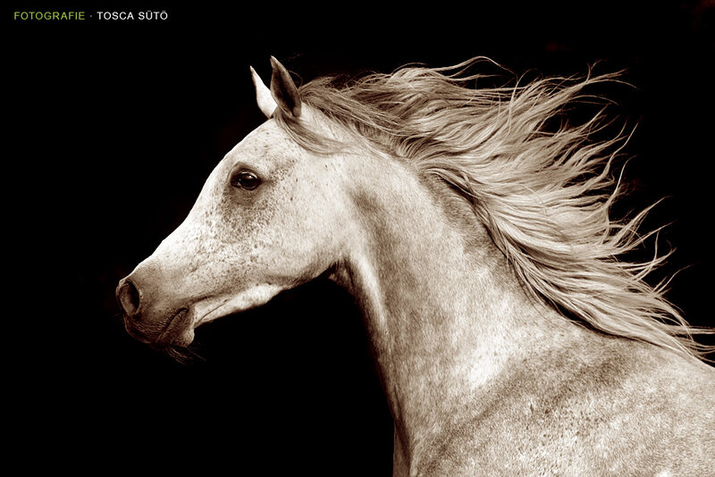 White Horse in Profile — Black, Dramatic