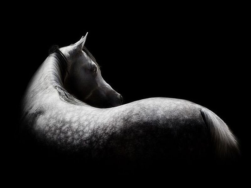 White Horse in Profile — Black