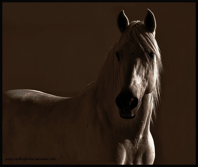 White Horse in Profile — Brown