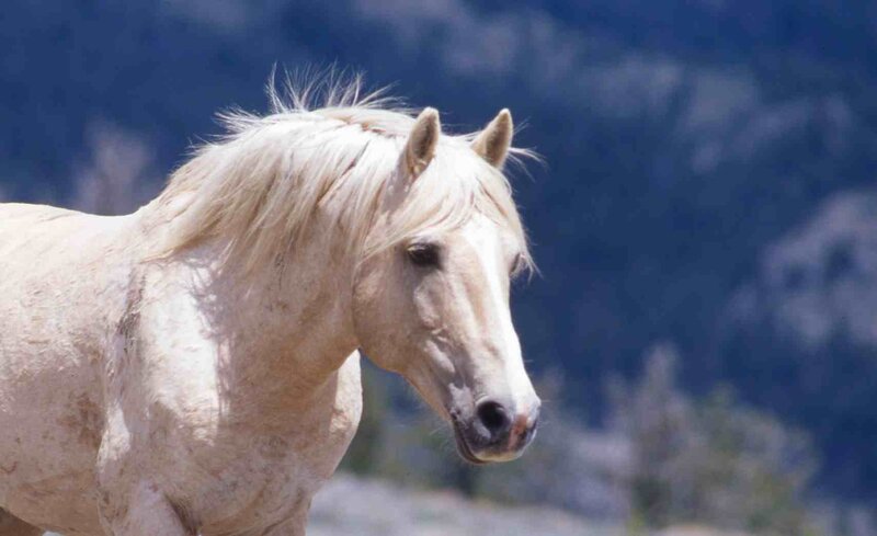 White Horse in Profile — Calm, Afternoon