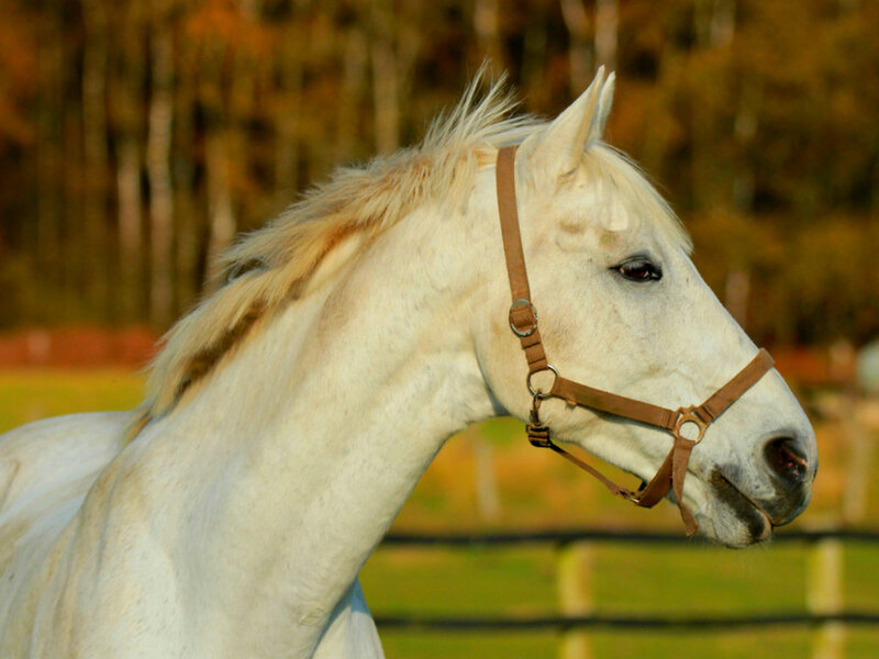 White Horse in Profile — Calm, Sunset