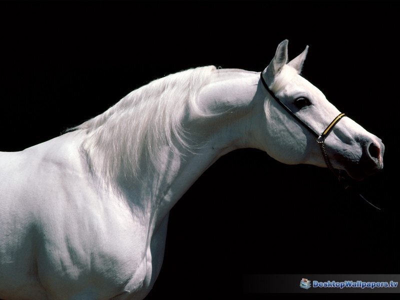 White Horse in Profile — Dramatic, Photograph, Black Background, Bridle