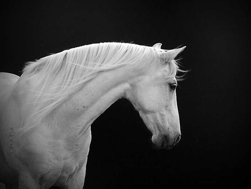 White Horse in Profile — Dramatic, Photograph