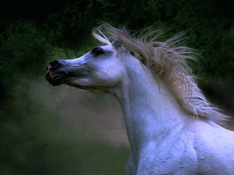 White Horse in Profile — Dramatic