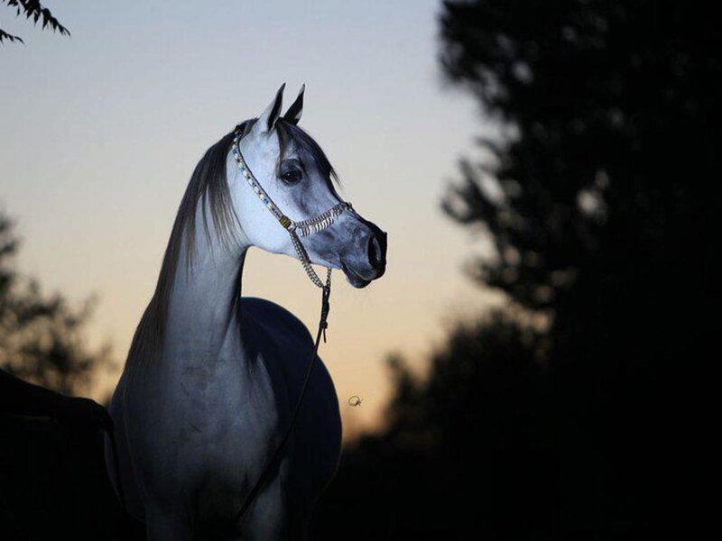 White Horse in Profile — Gray, Dramatic