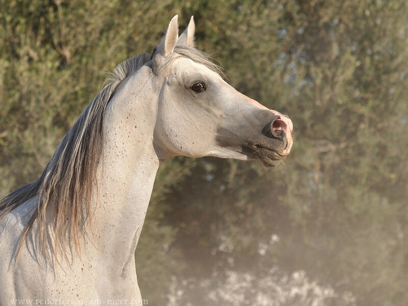 White Horse in Profile — Gray