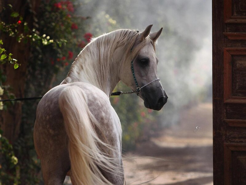 White Horse in Profile — Serene, Afternoon
