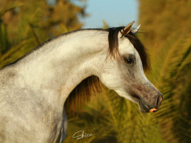 White Horse in Profile — Serene, Sunset