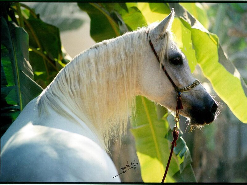 White Horse in Profile — Serene