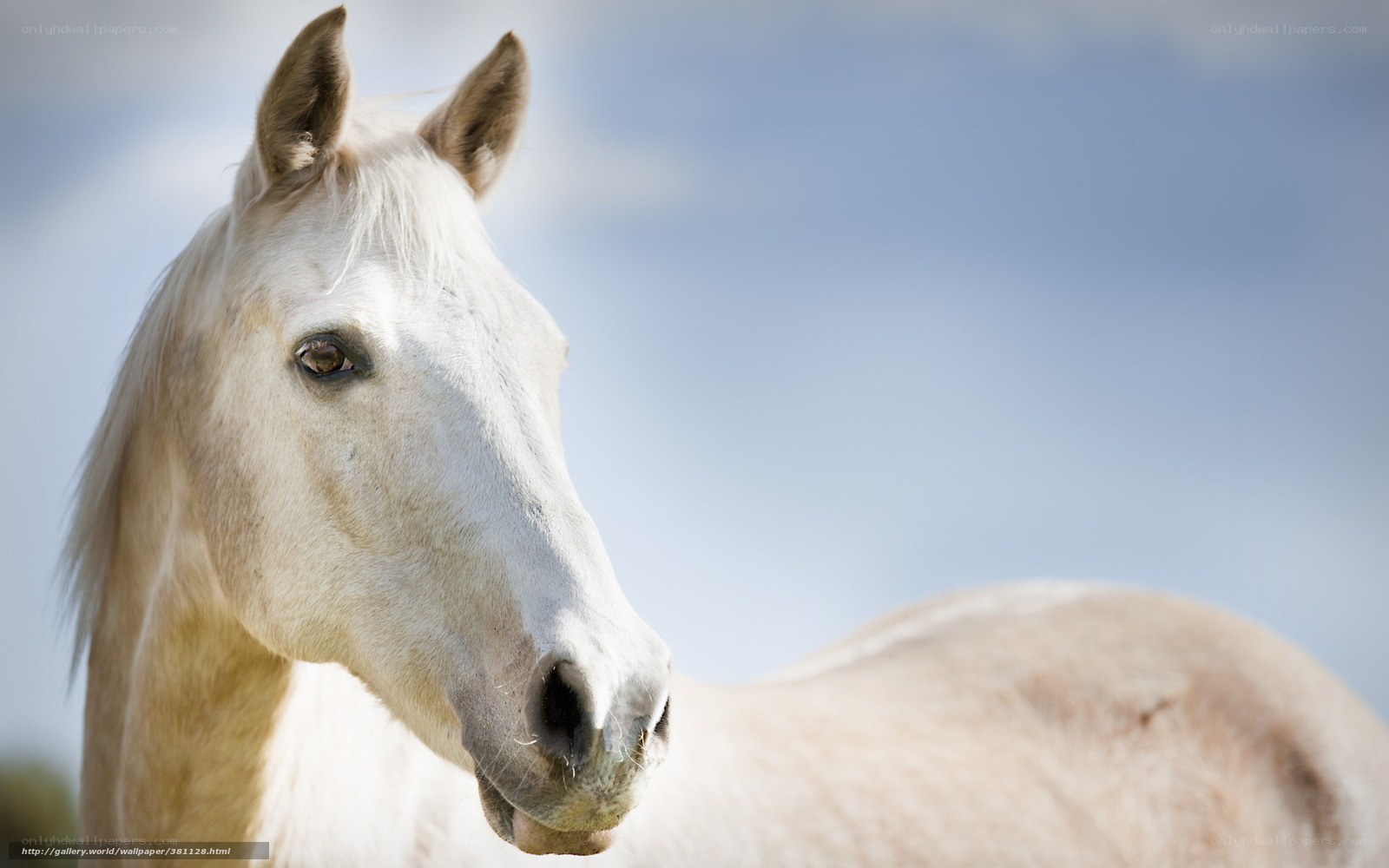 white horse in profile