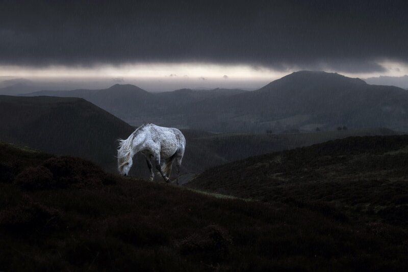 White Horse in Rain — Gray