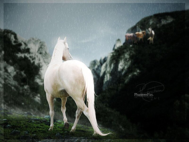 White Horse in Rain