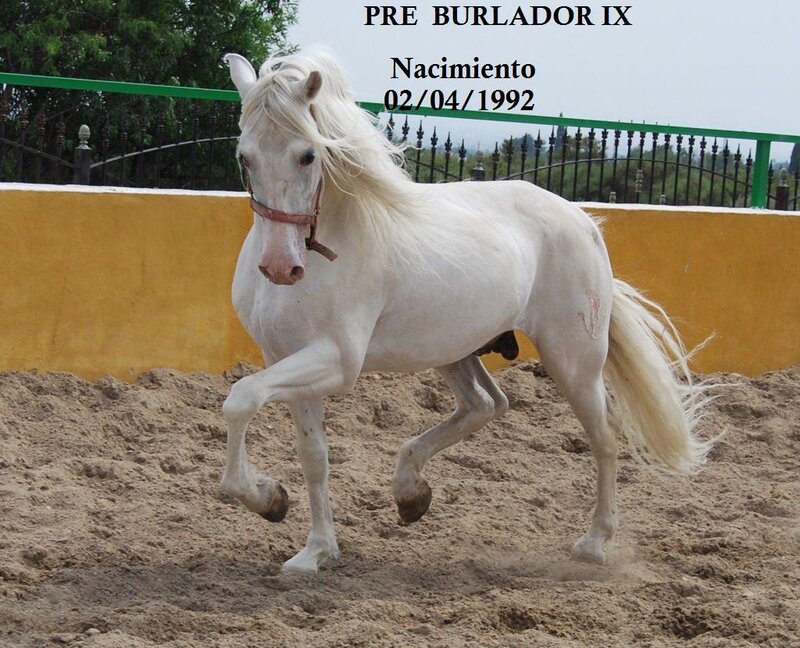 White horse in sand arena