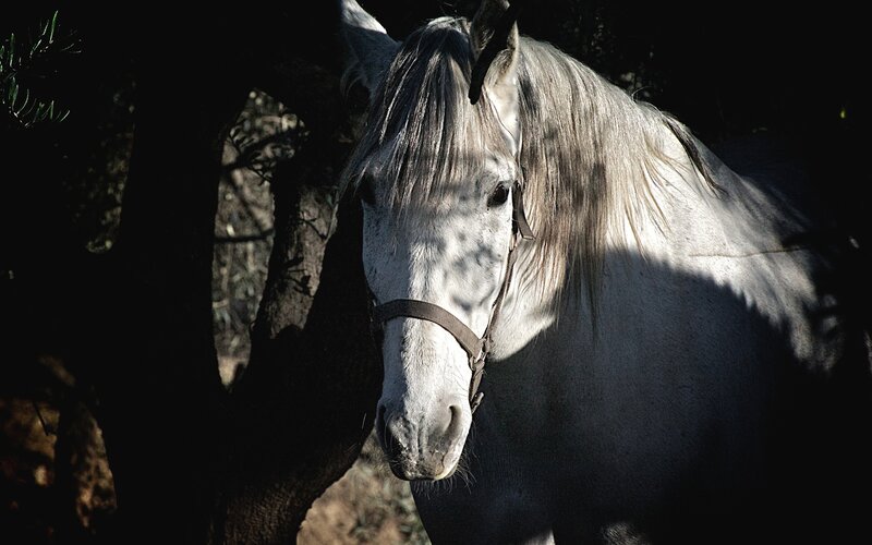 White Horse in Shade