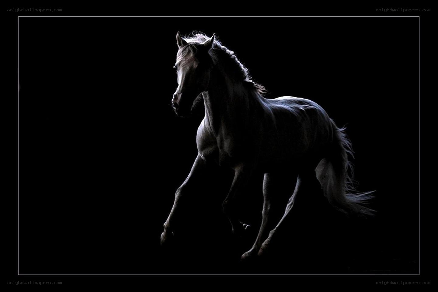 white horse in silhouette