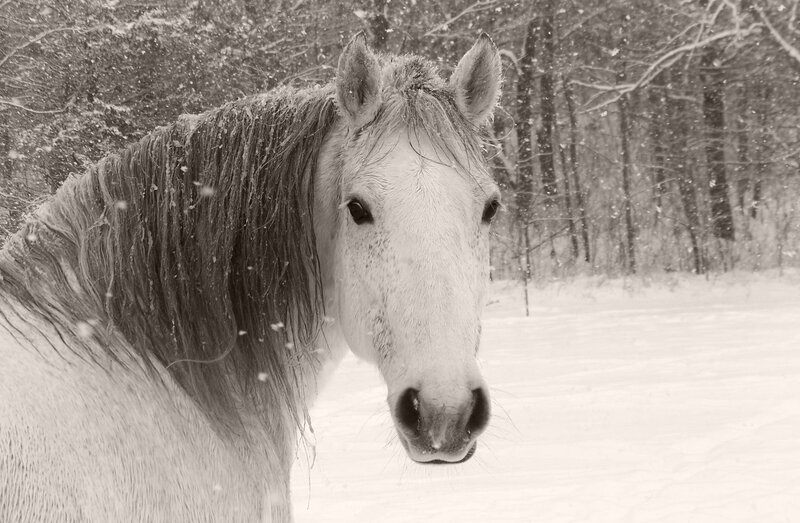 White Horse in Snow — Black