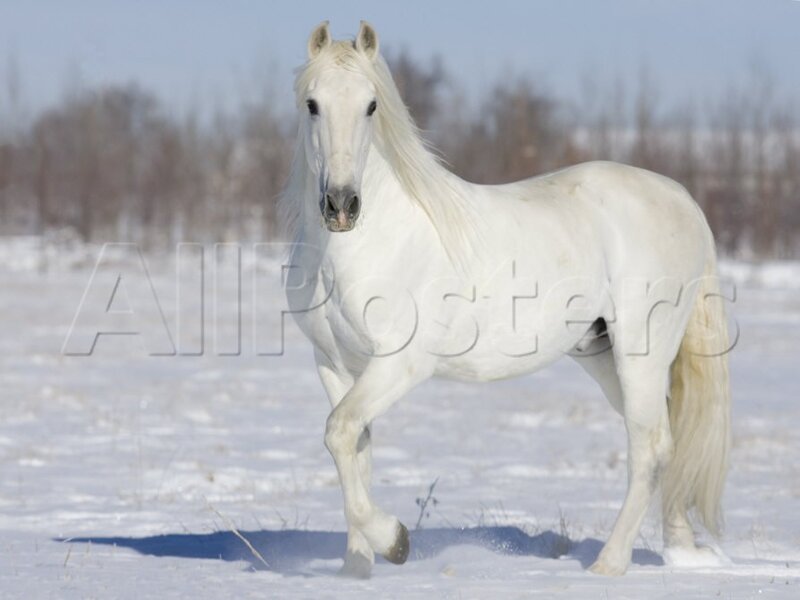 White Horse in Snow — Calm