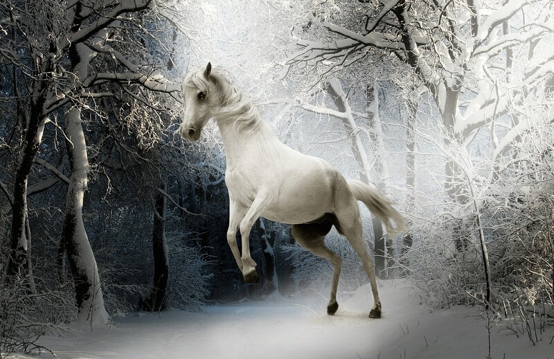 White Horse in Snow — Dramatic, Winter