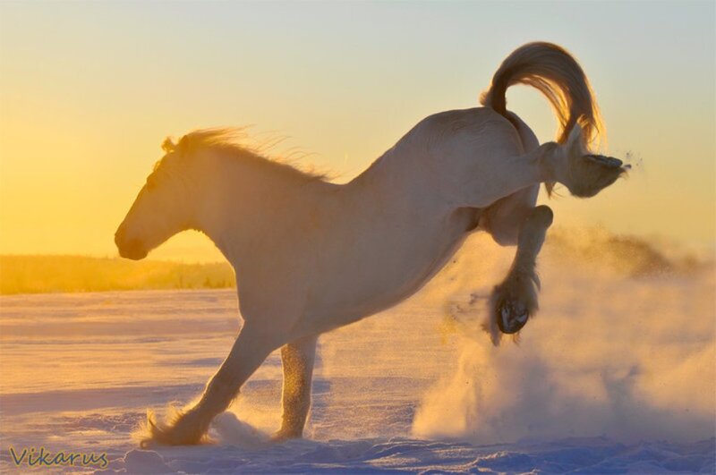 White Horse in Snow — Dynamic