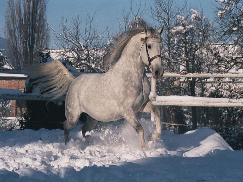 White Horse in Snow — Dynamic, Winter, Photograph