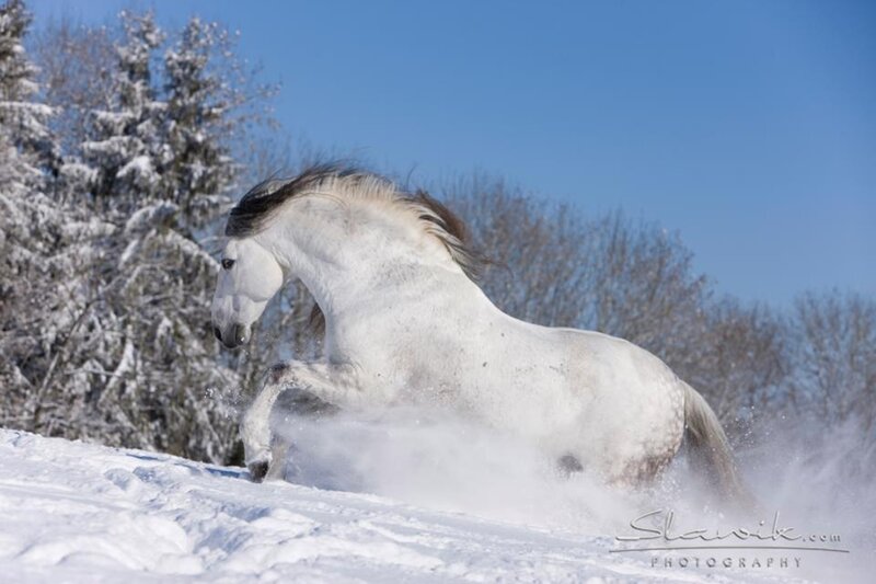 White Horse in Snow — Dynamic, Winter