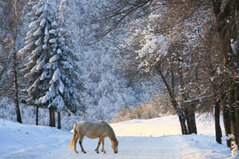 White Horse in Snow — Serene