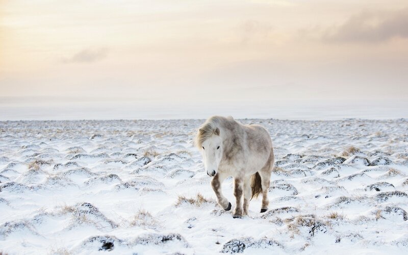 White Horse in Snow — Serene, Winter, Photograph, Field
