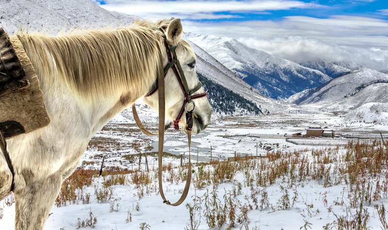 White Horse in Snow — Serene, Winter, Photograph, Mountains