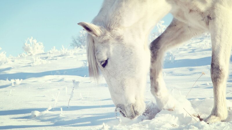 White Horse in Snow — Serene, Winter, Photograph, Sky, Plants