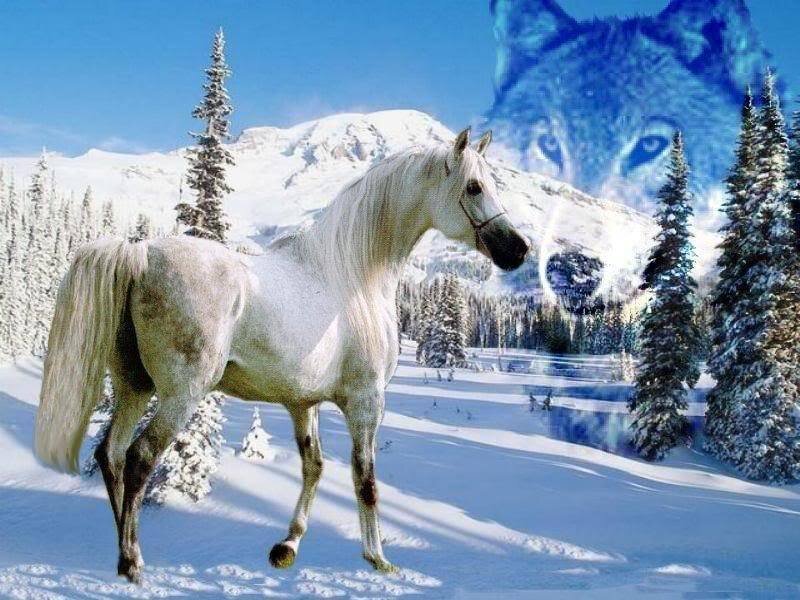 White Horse in Snow — Serene, Winter